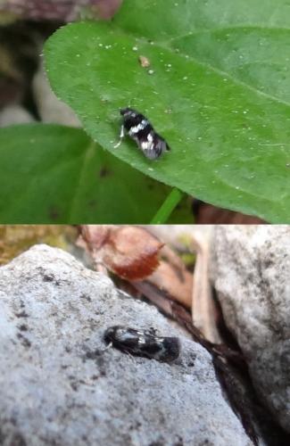 Réf. 209 195 : Elachista gleichenella